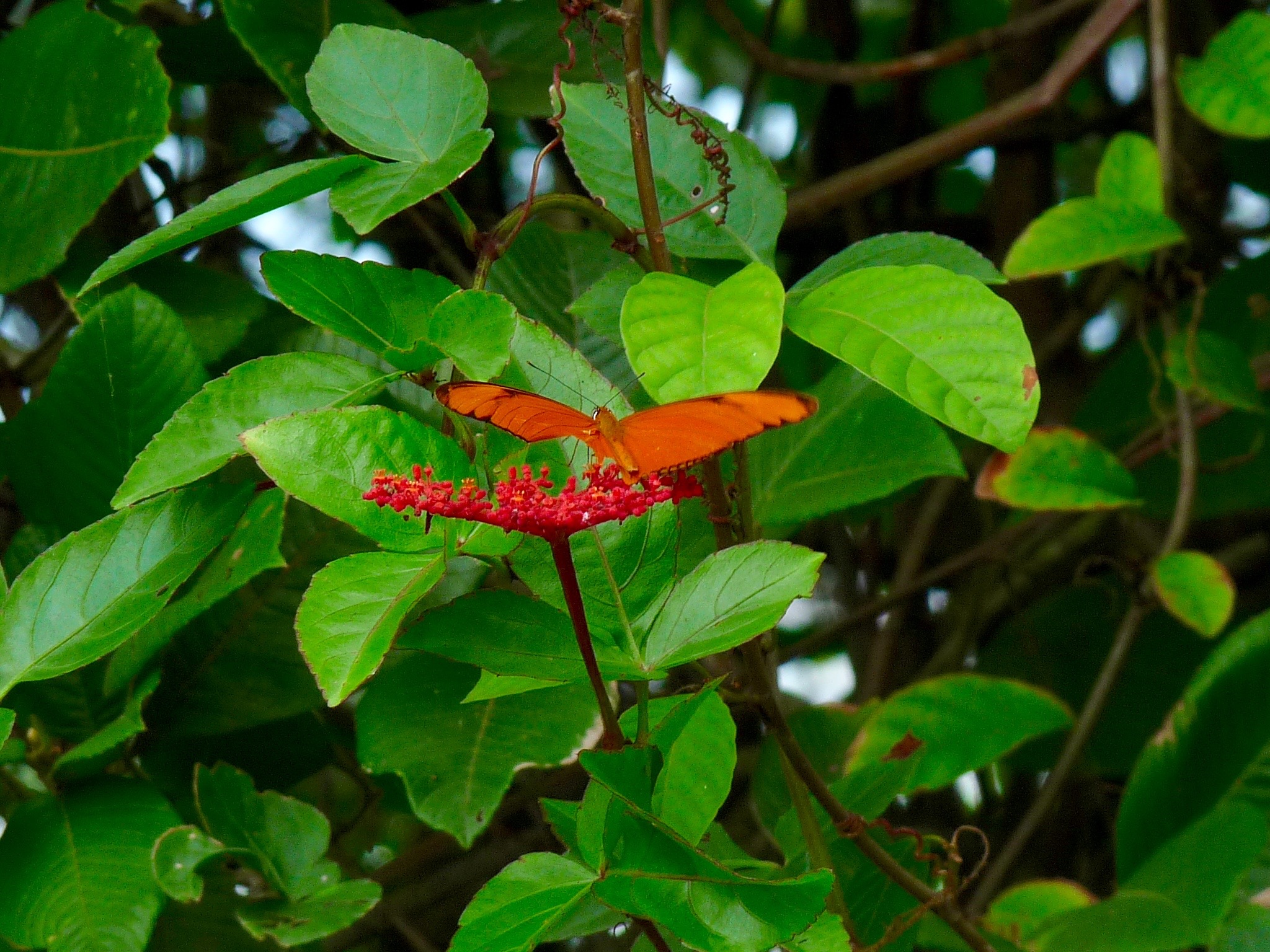 ancon hill butterfly - CarolynDaughters.com